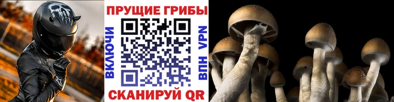 Галлюциногенные грибы Psilocybine cubensis Можга